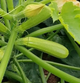 Organik kabak fidesi