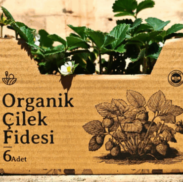 organik-cilek-fidesi