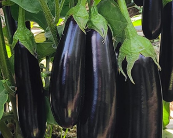 organik patlican fidesi