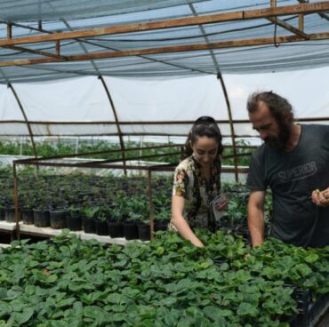 sebzefidesiorg-fideler